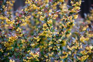 Berberys Thunberga Atropurpurea