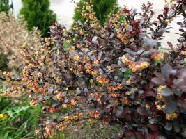 Berberys Thunberga ' Atropurpurea'