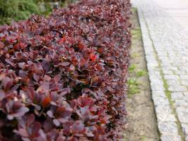 Berberys Thunberga ' Atropurpurea'