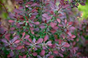 Berberys Thunberga Atropurpurea