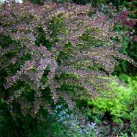 Berberys Thunberga Atropurpurea