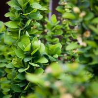 Berberys Thunberga Erecta ulistnienie