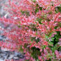 Berberys Thunberga Red Carpet