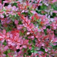 Berberys Thunberga Red Carpet