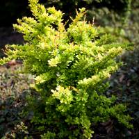Berberys Thunberga Sunsation