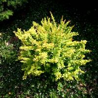 Berberys Thunberga Sunsation