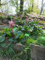 Bergenia sercowata na skalniaku