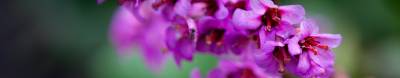 Bergenia sercowata