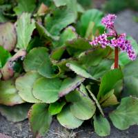 Bergenia sercowata