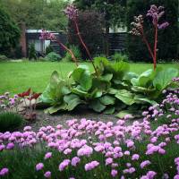 bergenia sercowata