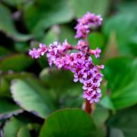 Bergenia sercowata