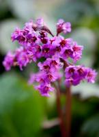 Bergenia sercowata