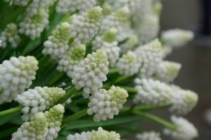 białe połacie szafirka groniastego w odmianie 'White Magic'