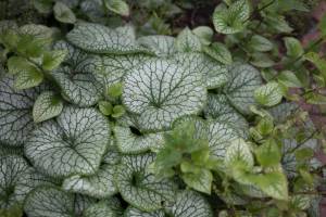 Brunera wielkolistna 'Alexander's Great'