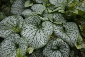 Brunera wielkolistna 'Alexander's Great'