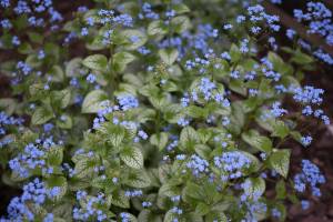 Brunera wielkolistna 'Jack Frost'