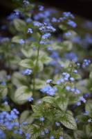 Brunera wielkolistna 'Jack Frost'