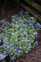 Brunera wielkolistna 'Jack Frost'