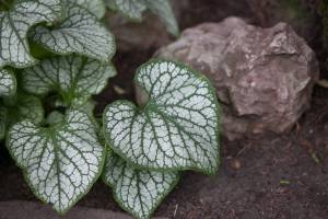 Brunera wielkolistna 'Jack Frost'