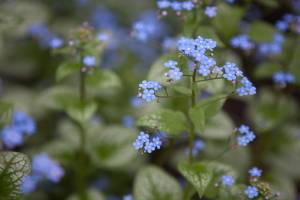 Brunera wielkolistna 'Jack Frost'