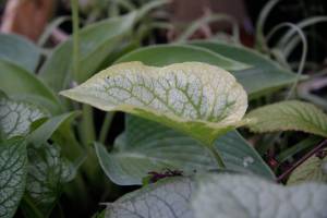 Brunera wielkolistna 'King's Ransom'
