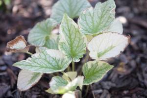 Brunera wielkolistna 'King's Ransom'