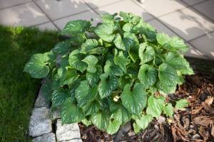 Brunera wielkolistna 'Langtrees'