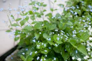 Brunera wielkolistna 'Langtrees'