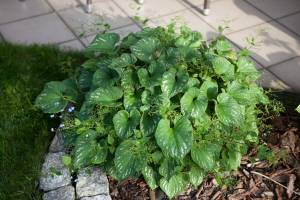 Brunera wielkolistna 'Langtrees'