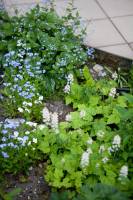 Brunera wielkolistna 'Langtrees', Tiarella sercolistna