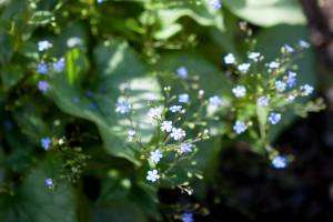 Brunera wielkolistna 'Looking Glass'