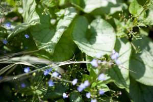 Brunera wielkolistna 'Looking Glass'
