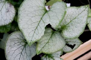 Brunera wielkolistna 'Looking Glass'
