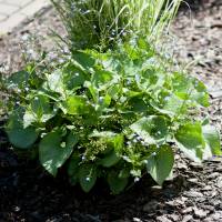 Brunera wielkolistna 'Looking Glass'