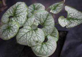 Brunera wielkolistna 'Sea Heart'