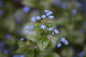 Brunera wielkolistna 'Sea Heart'