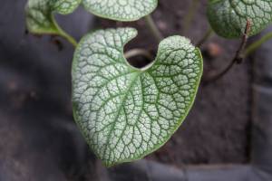 Brunera wielkolistna 'Sea Heart'