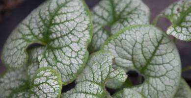 Brunera wielkolistna 'Sea Heart'
