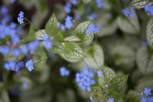 Brunera wielkolistna 'Sea Heart'