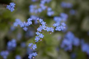 Brunera wielkolistna 'Sea Heart'
