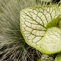 Brunera wielkolistna 'Silver Heart', Kostrzewa popielata/sina