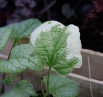 Brunera wielkolistna 'Variegata'