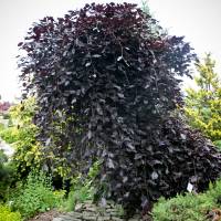 Buk pospolity Purpurea Pendula