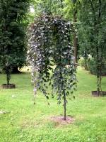 Buk pospolity Purpurea Pendula