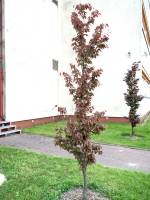 Buk pospolity Rohan Obelisk