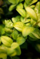 Bukszpan wieczniezieolny Latifolia Maculata