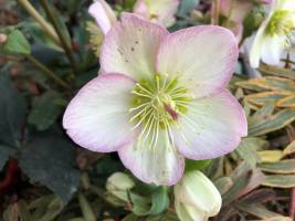 Ciemiernik 'HGC ® Ice N' Roses Rose'