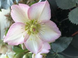Ciemiernik 'HGC ® Ice N' Roses Rose'
