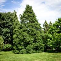 Cyprysik groszkowy Filifera