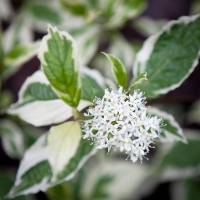 Dereń biały Sibirica Variegata